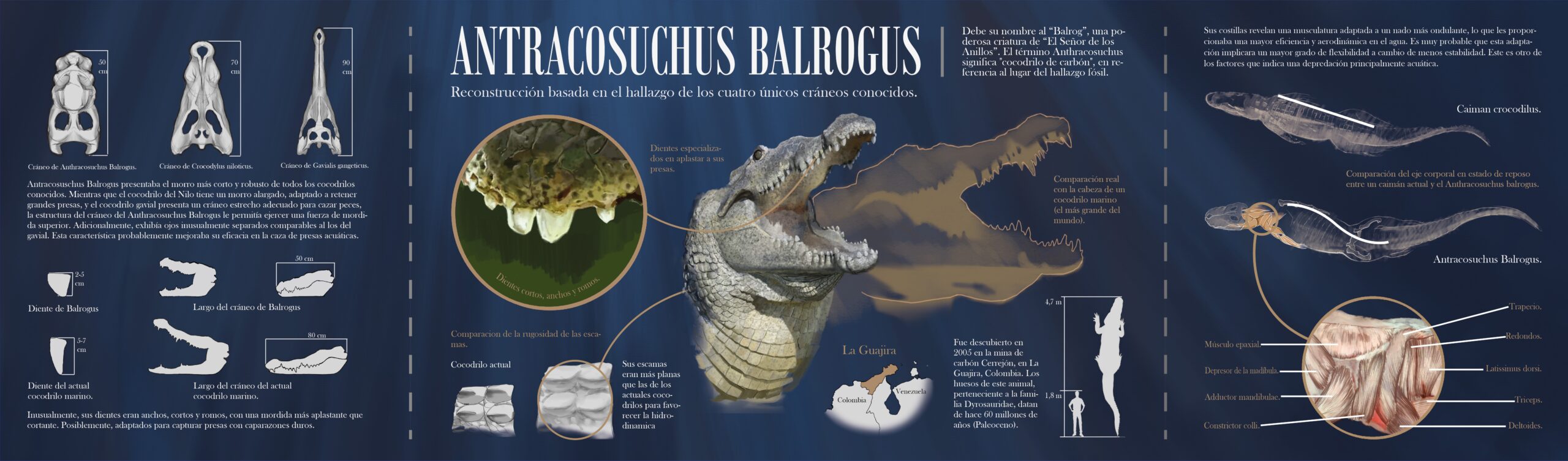 Infografía del Anthracosuchus balrogus con ilustración científica naturalista paleoartística de Darío Zoel
