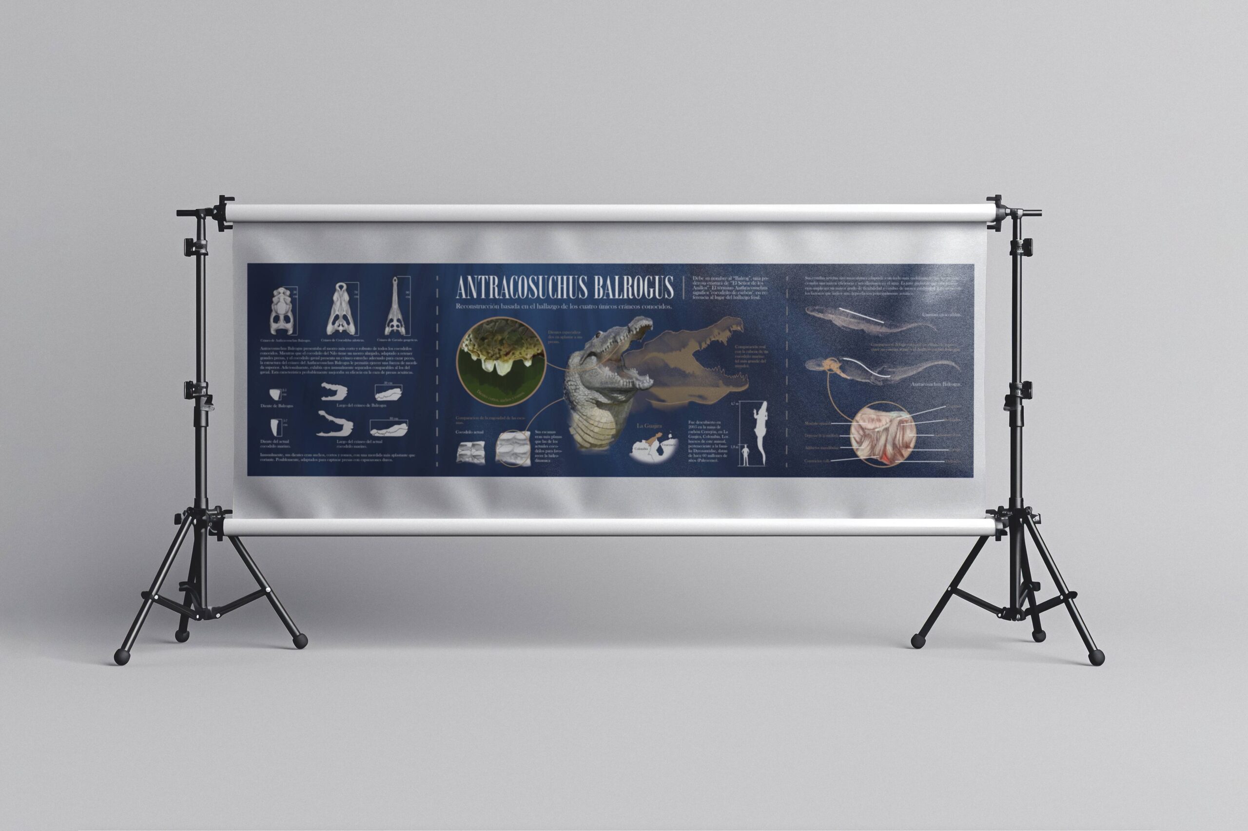 Simulación 2 con la infografía del Anthracosuchus balrogus ilustrada por Darío Zoel