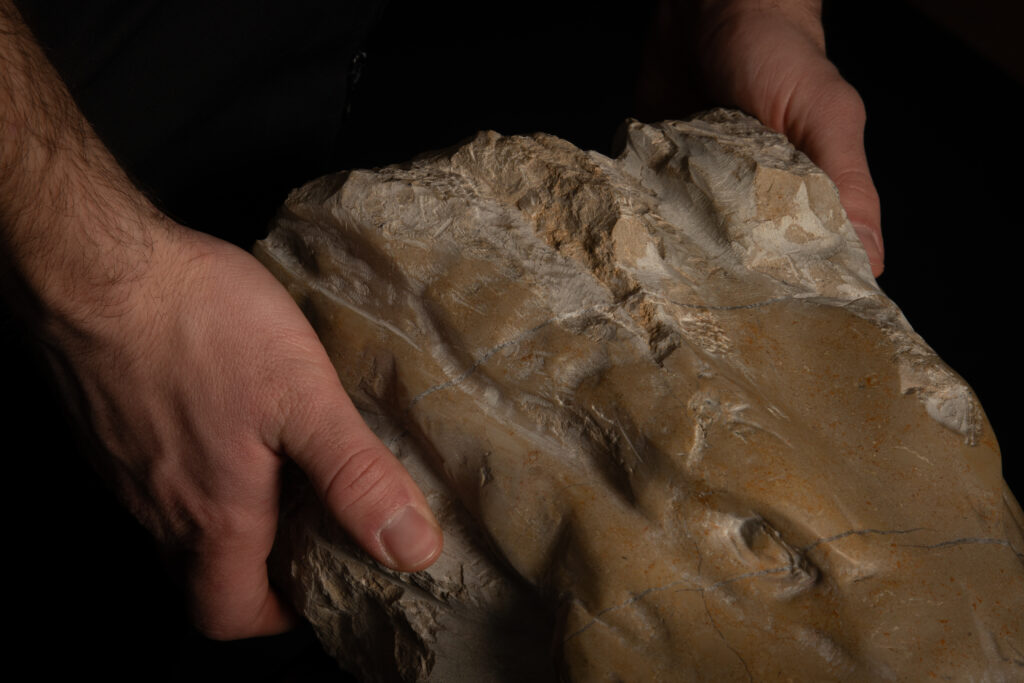 Detalle 2 de escultura de cabeza de cocodrilo decapitada tallada en piedra caliza, obra de Darío Zoel