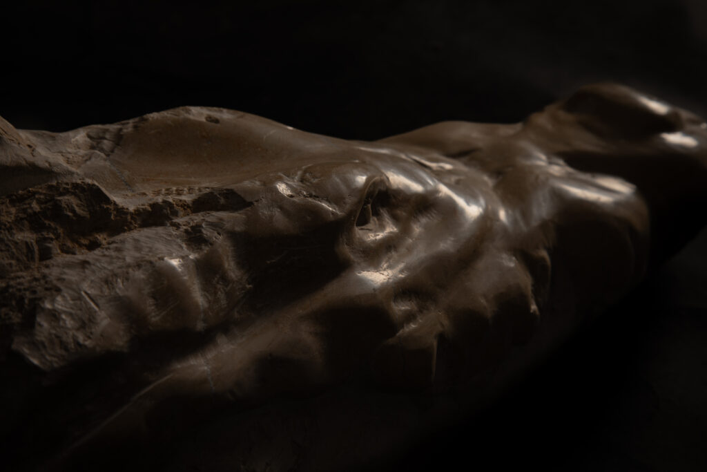 Detalle 1 de escultura de cabeza de cocodrilo decapitada tallada en piedra caliza, obra de Darío Zoel