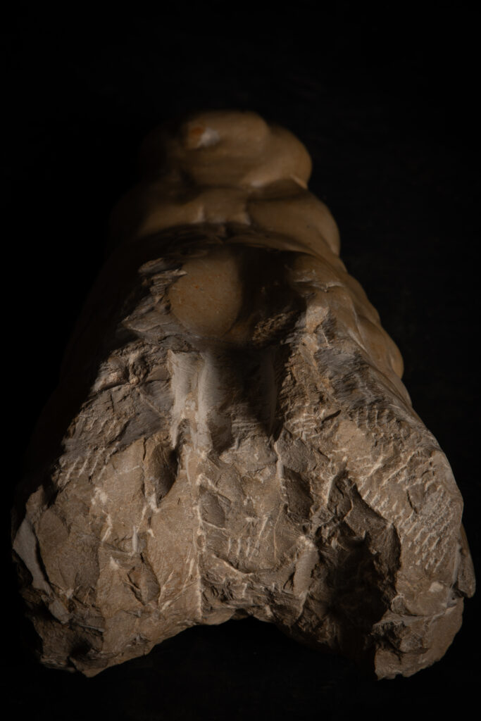 Vista cenital de escultura de cabeza de cocodrilo decapitada tallada en piedra caliza, obra de Darío Zoel