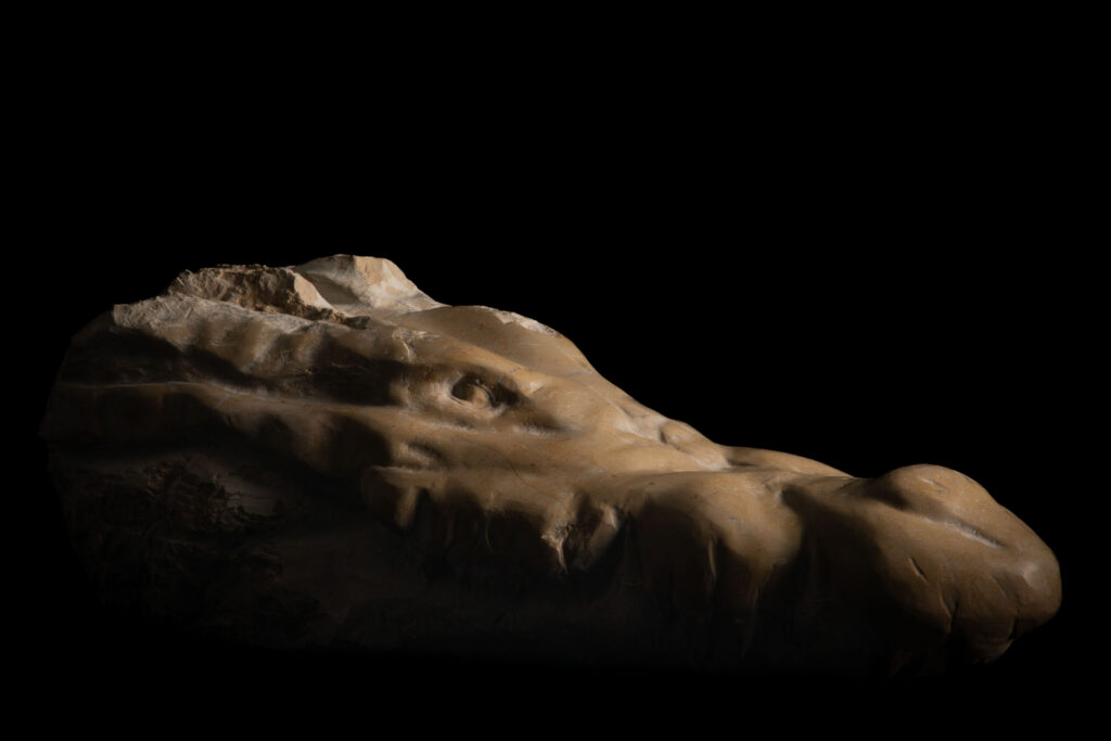 Vista sombreada de escultura de cabeza de cocodrilo decapitada tallada en piedra caliza, obra de Darío Zoel
