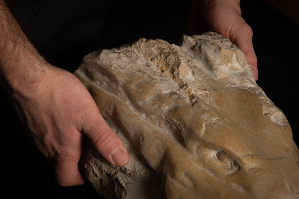 Detalle 2 de escultura de cabeza de cocodrilo decapitada tallada en piedra caliza, obra de Darío Zoel
