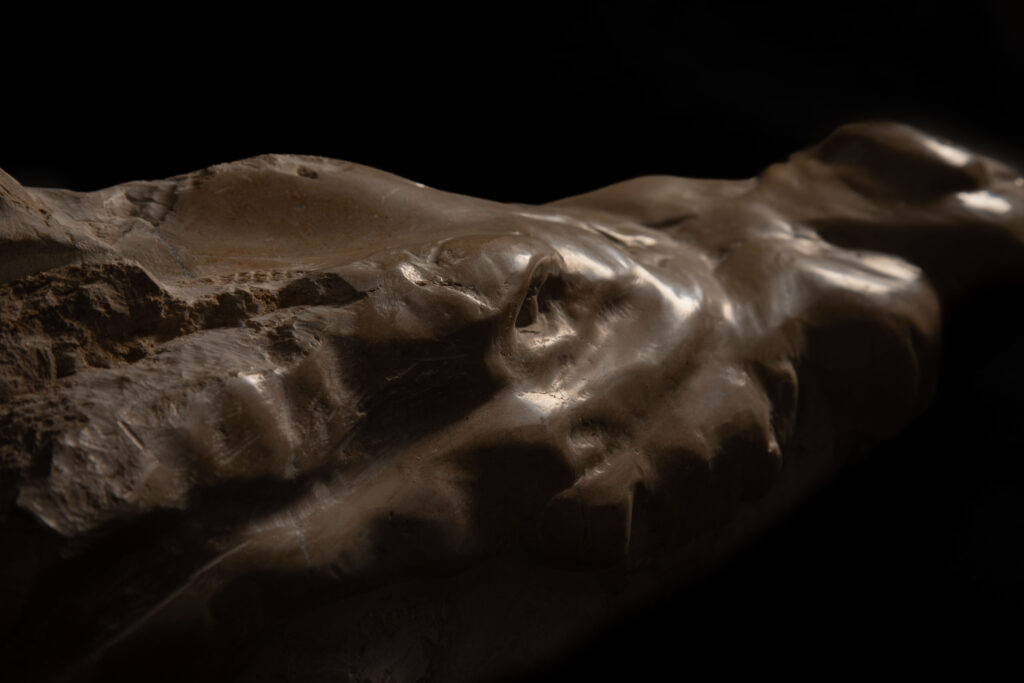 Detalle 1 de escultura de cabeza de cocodrilo decapitada tallada en piedra caliza, obra de Darío Zoel
