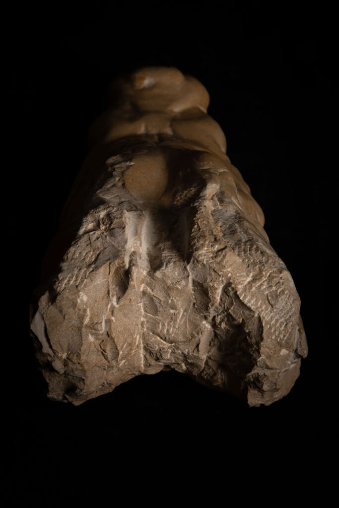 Vista cenital de escultura de cabeza de cocodrilo decapitada tallada en piedra caliza, obra de Darío Zoel